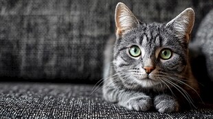 灰猫趴沙发 眼神灵动