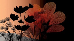 夕阳下的花卉植物剪影