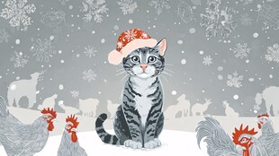 圣诞猫咪与雪地中的鸡群