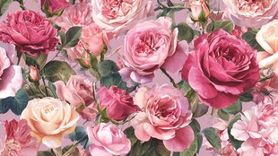 缤纷玫瑰绽放浪漫花卉图景