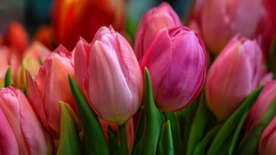 娇艳郁金香绽放美好瞬间