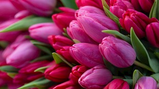 娇艳欲滴的粉郁金香