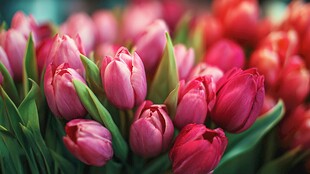 娇艳欲滴的粉色郁金香