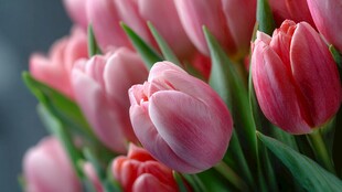 粉色郁金香特写