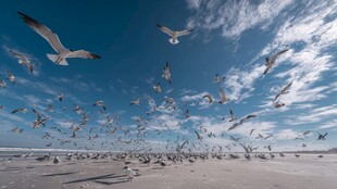 海鸥翱翔于蓝天海滩间