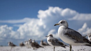 海滩上的海鸥群