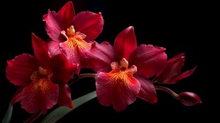 深红艳丽兰花绽放