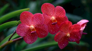 艳丽红蝴蝶兰绽放