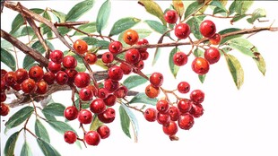 红果绿叶的精美植物画作