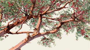 红果满枝的繁茂树木