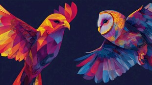 双鸟共舞 绚丽色彩的空中邂逅