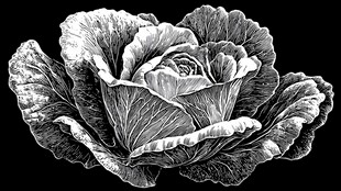 黑白手绘卷心菜图案