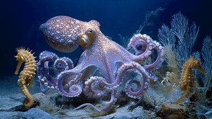 海底奇景 章鱼与海马共舞