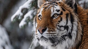 雪林中的威严老虎