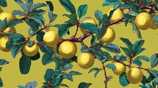 枝头黄果绿叶繁茂景象