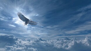 雄鹰翱翔于云海蓝天间