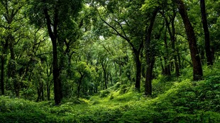 翠绿繁茂的静谧森林