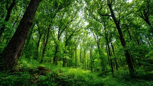 翠绿繁茂的静谧森林景象