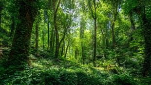 阳光洒落的翠绿茂密森林