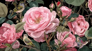 粉色蔷薇间的多彩昆虫世界