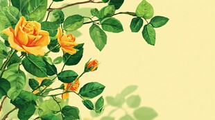 黄色玫瑰绿叶清新画面