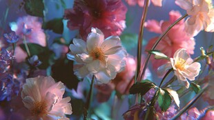 梦幻多彩花卉绽放瞬间