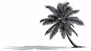 倾斜的椰子树黑白插画