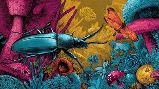 奇幻昆虫与多彩植物世界