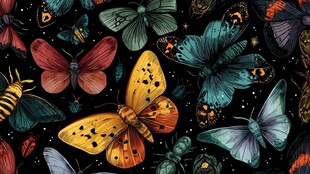 多彩蝴蝶昆虫梦幻图案