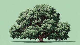 翠绿繁茂的单棵大树景观