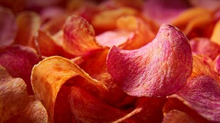 浪漫玫瑰花瓣特写