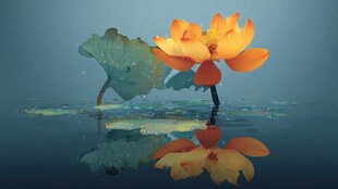 水中盛开的绚烂黄色荷花