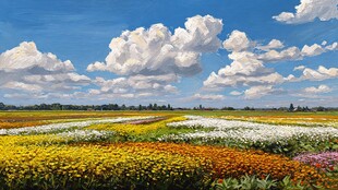 五彩花田映蓝天