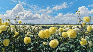 灿烂菊花田 蓝天白云相伴