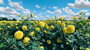 夏日黄花田 蓝天白云相伴