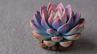 梦幻色彩多肉植物小盆栽