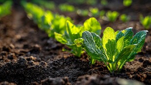 嫩绿菜苗破土生长