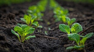 嫩绿菜苗破土而出