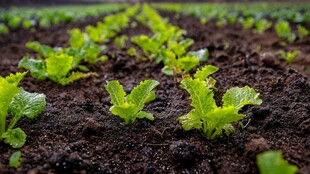 嫩绿菜苗破土而出