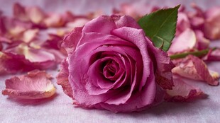 紫色玫瑰与散落花瓣