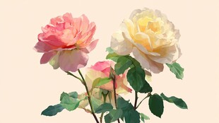 娇艳双色月季花绽放