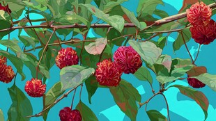 枝头红果绿叶的美丽景致