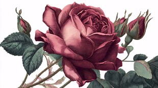 深红玫瑰绽放精致花朵