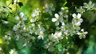 春日绽放的洁白花朵