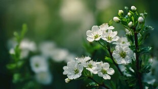 白色小花绽放绿意间