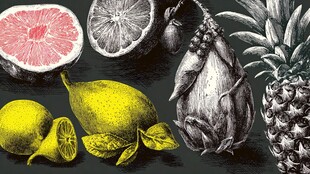 复古风水果插画