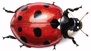 红色斑点瓢虫特写