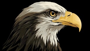 白头海雕头部特写