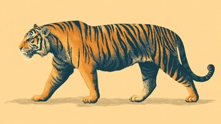 行走的斑斓猛虎