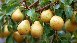 枝头金黄饱满的诱人梨子